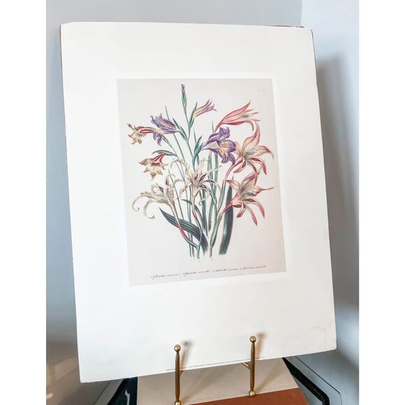 Unframed Vintage Gladiolus Botanical Print – 14x18‎ - Picture 1 of 4